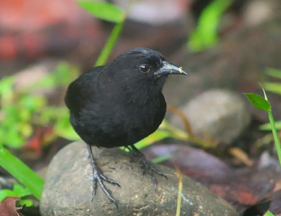 Pinzón de la Isla del Coco (*Pinaroloxias inornata*)