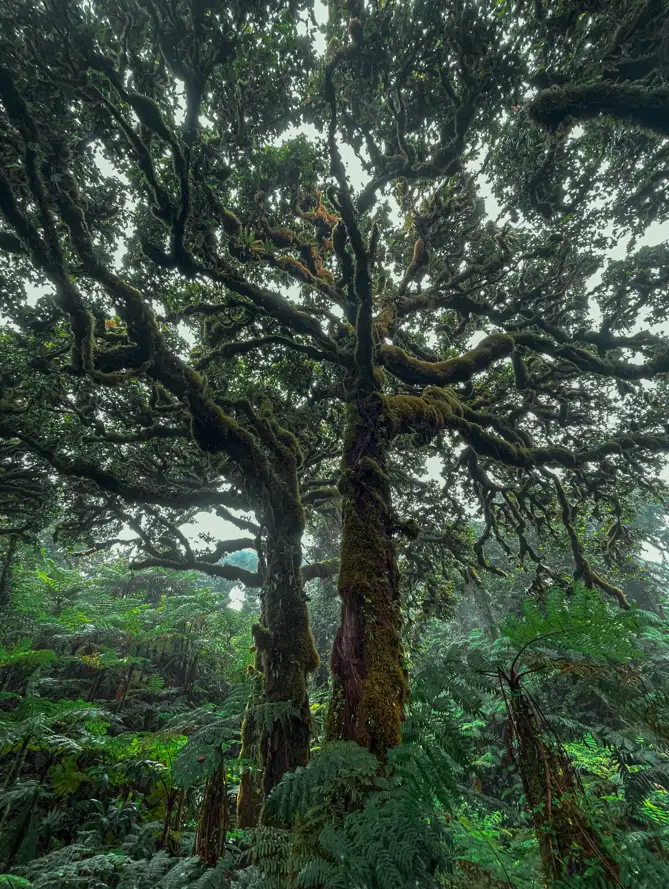 Bosque Nuboso